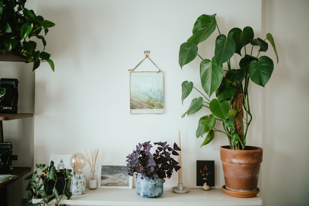 Doğal Yaşam ve Sağlık Üzerine İlham Verici Minimalist Yaşam Rehberi