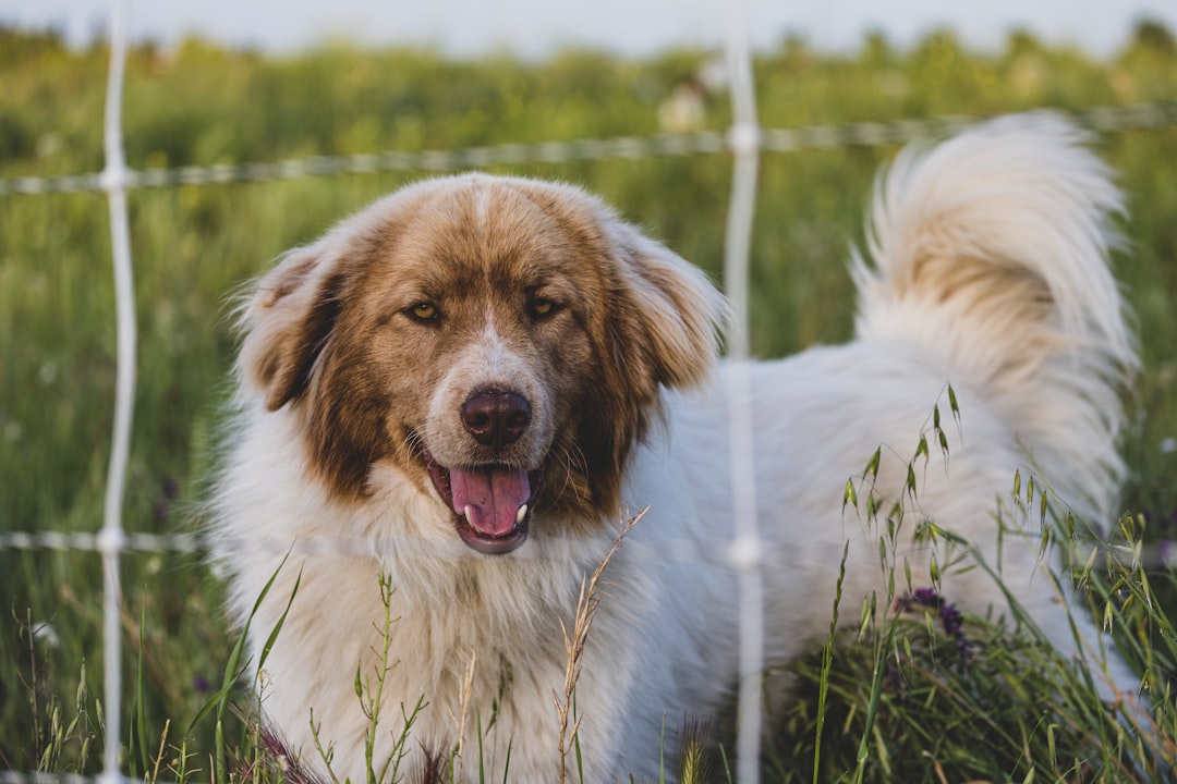 Köpek Sahiplenme Rehberi: Cins Seçiminden Eğitim İpuçlarına Kadar Her Şey