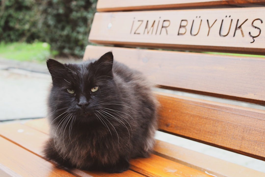 Türkiye’de Sıkça Görülen Egzotik Evcil Hayvanlar ve Bakım İpuçları