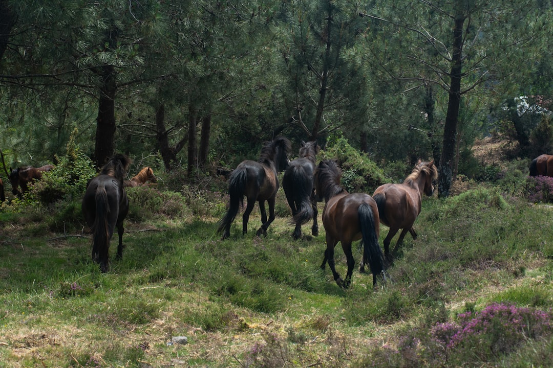 Türkiye’de Yeni Hobi Trendi: Doğa Yürüyüşlerini Fotoğraf Safarilerine Dönüştürme Rehberi